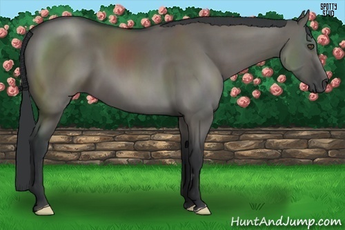 Horse Color:Grullo Frame