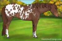 Horse Color:Chestnut Tobiano Appaloosa 