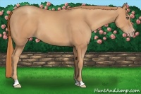 Horse Color:Gold Champagne 