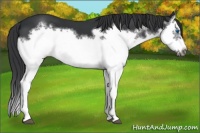 Horse Color:Black Splash Frame 