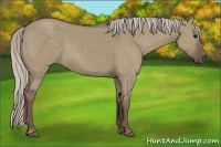 Horse Color:Silver Grullo 
