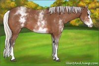 Horse Color:White Spotted Silver Bay Splash 