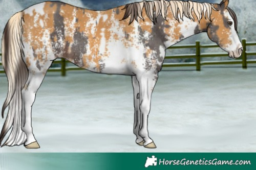 Horse Color:Liver Chestnut Sabino Tobiano  and Palomino Sabino Splash 
