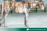 Horse Color:Liver Chestnut Sabino Tobiano  and Palomino Sabino Splash 
