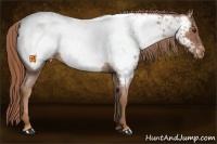 Horse Color:Red Roan Snowcap 