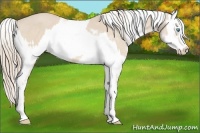 Horse Color:Perlino Sabino and Perlino Sabino