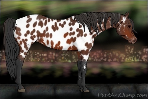 Horse Color:Bay Appaloosa 