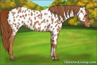 Horse Color:Chestnut Appaloosa