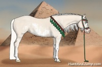 Horse Color:Cremello Sabino  and Cremello Sabino Frame 
