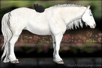 Horse Color:Cremello Dun Sabino  and Palomino Pearl Dun Sabino 