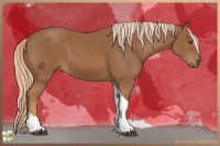 Horse Color:Chestnut Tobiano Rabicano