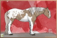 Horse Color:Silver Grullo Tobiano Frame Appaloosa Rabicano