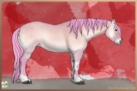 Horse Color:Watercolor Brown Onyx 