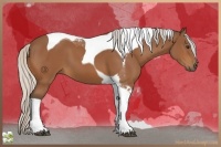 Horse Color:Silver Bay Tobiano 