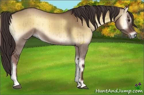 Horse Color:Liver Red Dun Onyx Brindle 