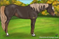 Horse Color:Liver Chestnut Sabino
