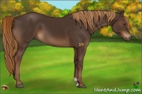 Horse Color:Liver Chestnut 