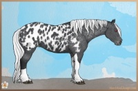 Horse Color:Silver Black Chinchilla Tobiano Appaloosa 