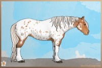 Horse Color:Silver Bay Tobiano Appaloosa Rabicano