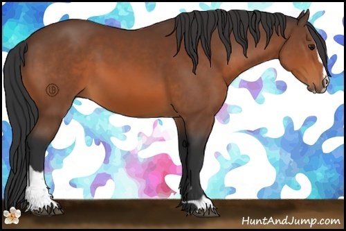 Horse Color:Bay Sabino 