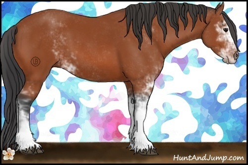 Horse Color:Bay Sabino 