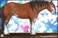 Horse Color:Bay Sabino 
