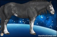 Horse Color:Black Sabino 