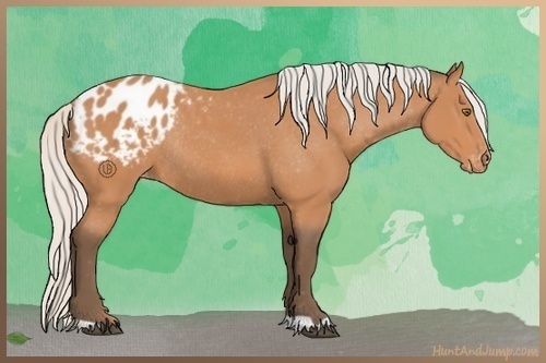 Horse Color:Silver Bay Appaloosa Rabicano