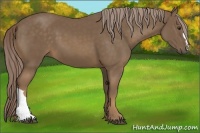 Horse Color:Chocolate Palomino 