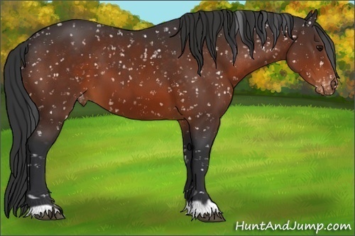 Horse Color:Brown Appaloosa 