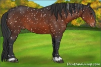 Horse Color:Brown Appaloosa 