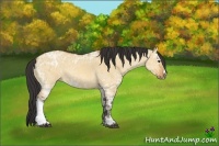 Horse Color:Bay Ice Roan Dun 