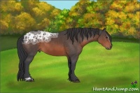 Horse Color:Brown Ice Sabino Rabicano 