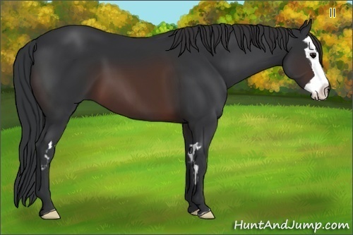 Horse Color:Brown Splash Frame