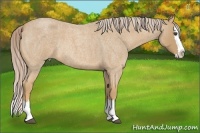 Horse Color:Palomino Roan Splash Rabicano 
