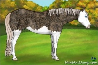 Horse Color:Silver Buckskin Ice Dun Splash 