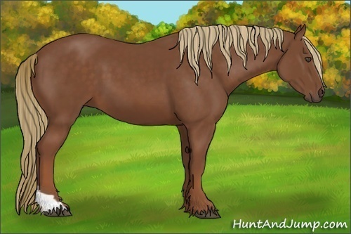 Horse Color:Chestnut Tobiano
