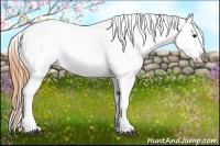 Horse Color:Buckskin Roan Varnish Rabicano