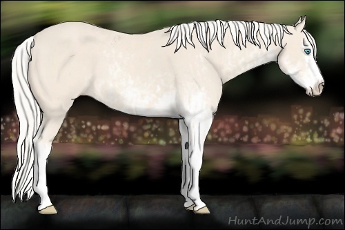 Horse Color:Cremello Sabino and Cremello Sabino Splash