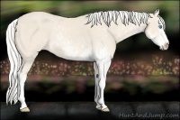 Horse Color:Cremello Sabino  and Cremello Sabino Splash 