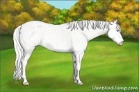 Horse Color:Cremello Sabino  and Cremello Sabino Rabicano 