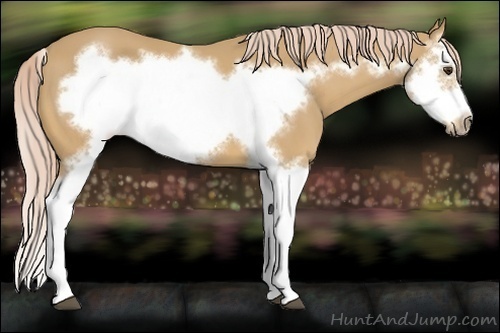 Horse Color:Palomino Splash Frame 