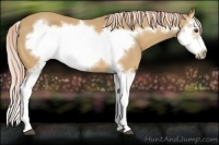 Horse Color:Palomino Splash Frame 