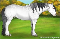 Horse Color:White Spotted Bay Chinchilla Onyx Splash Rabicano 