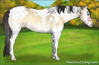 Horse Color:Bay Onyx Splash Tobiano 