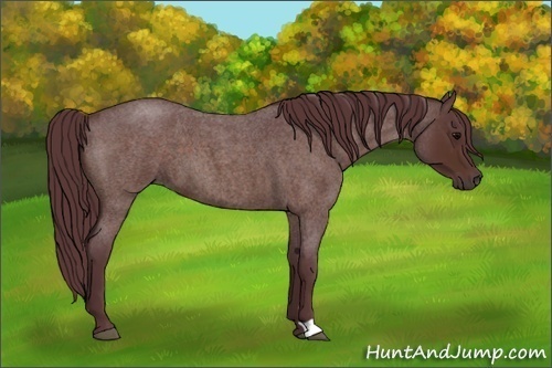 Horse Color:Chocolate Brown Roan 