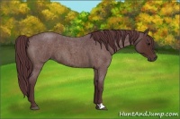 Horse Color:Chocolate Brown Roan 