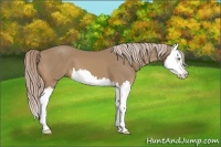 Horse Color:Palomino Splash 