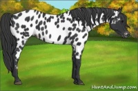 Horse Color:Black Near Leopard
