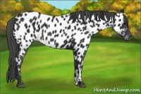 Horse Color:Black Near Leopard 